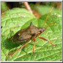 Picromerus bidens - Zweizaehnige Dornwanze 03.jpg